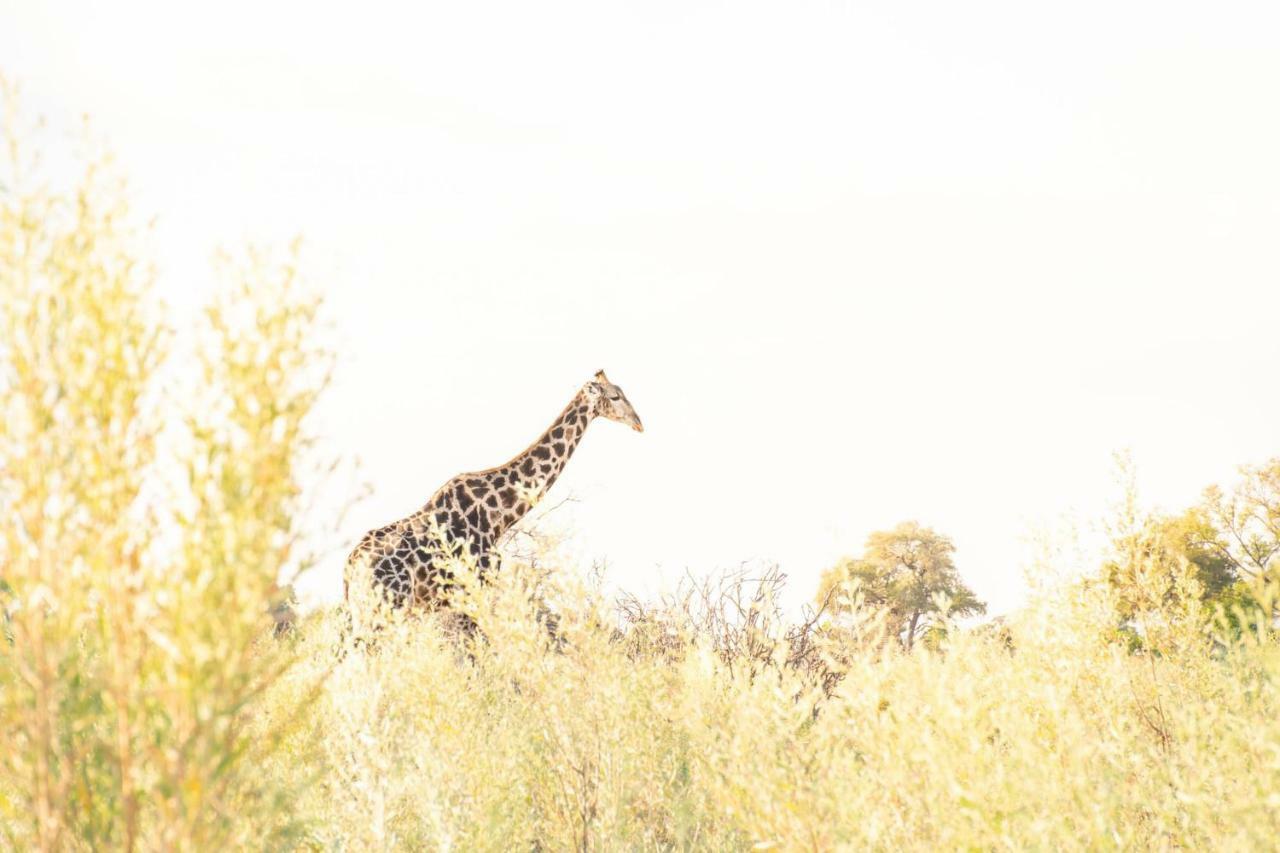 Sitatunga Campsite Maun Exterior photo
